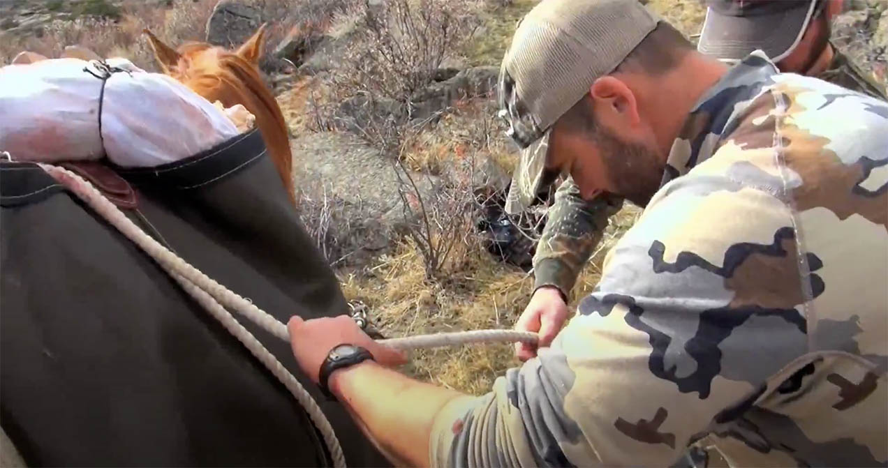 Packing an Elk From the Field