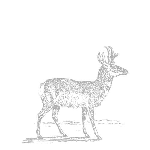 Trophy Antelope Hunts in Wyoming