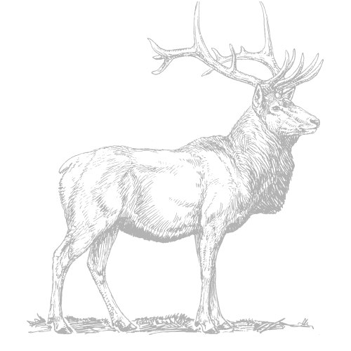 Trophy Elk Hunts in Wyoming