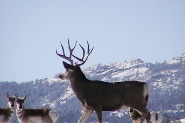 big-mule-deer-wyoming