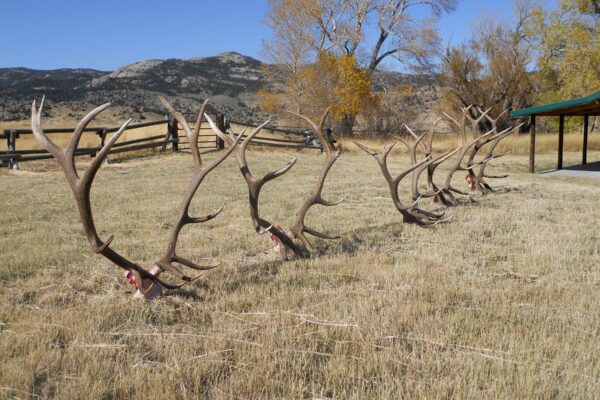 biggest-elk-rack-wyoming