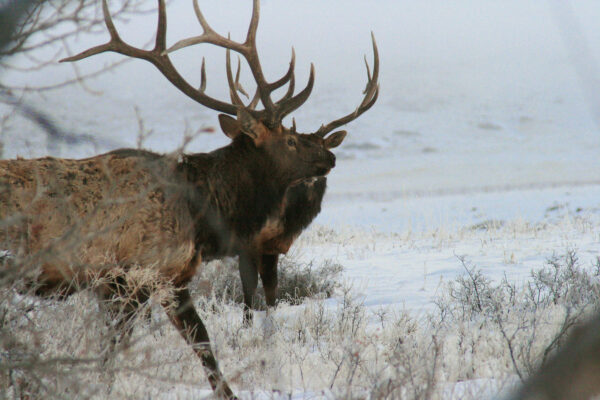 bull-elk-hunting-tag-wyoming