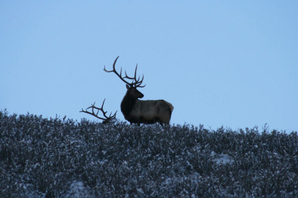 bull-elk-wyoming