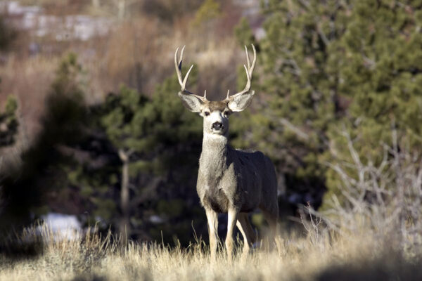 deer-buck-hunting-wyoming