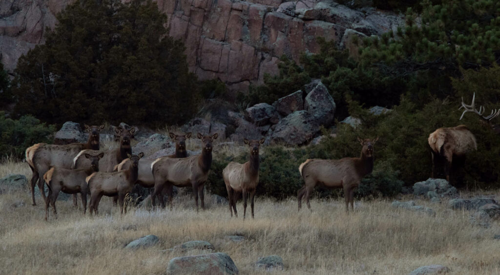 elk-herd-hunting-wyoming Elk Hunting Herd Wyoming