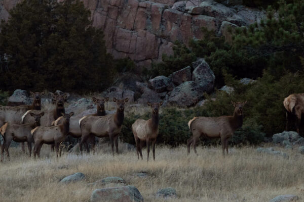 Elk Hunting Herd Wyoming