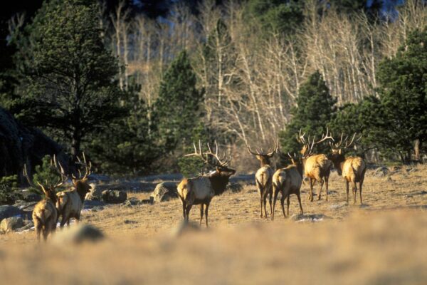 elk-herd-wyoming-hunting