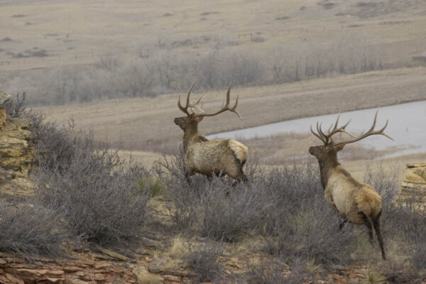 Elk Hunting Wyoming