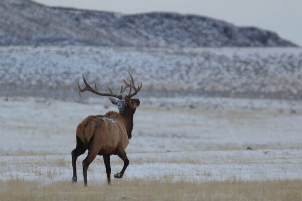 Elk in the Snow