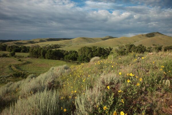 Spring Landscape Wyoming Wagonhound