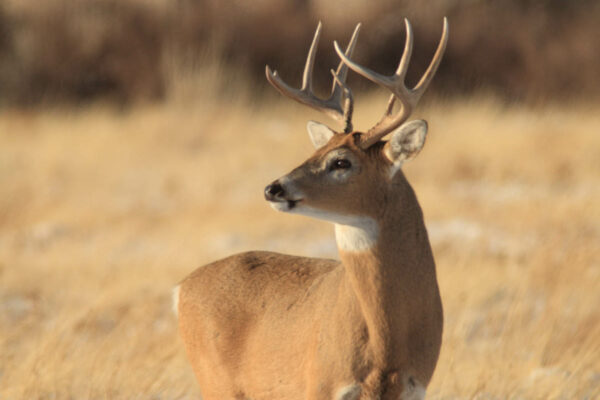 Whitetail Deer Hunting Wyoming