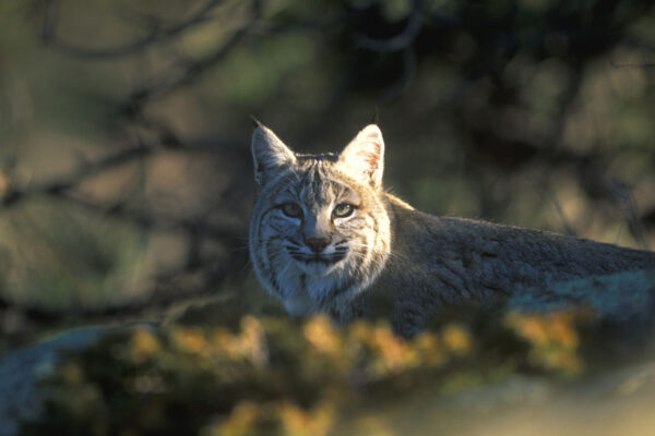 Wyoming Wildlife